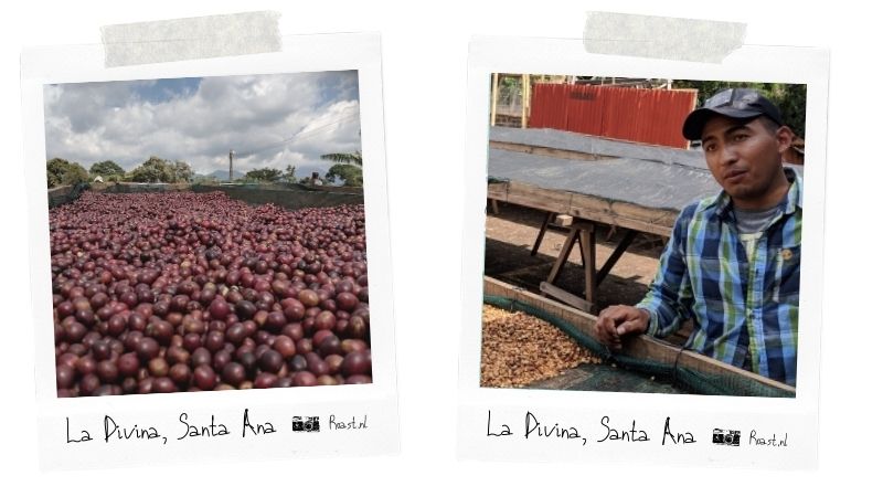 El Salvador koffie origine